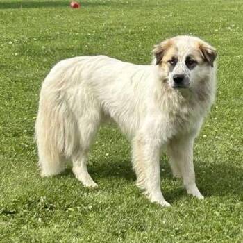 Mixed Breed Dogs Available for Adoption - Boswell | PetCurious