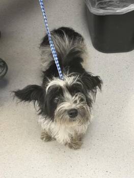 Marble -  Terrier Dog for Adoption in Allen, Texas - Marble | PetCurious