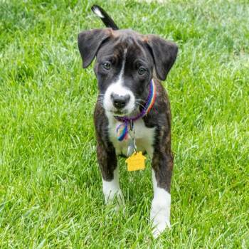 BAILEY -  Pointer and Plott Hound Dog for Adoption in St. Louis, Missouri - BAILEY | PetCurious