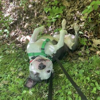 Zima -  Mixed Breed Dog for Adoption in Asheville, North Carolina - Zima | PetCurious