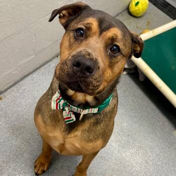 Scrappy -  Mixed Breed Dog for Adoption in Evansville, Indiana - Scrappy | PetCurious