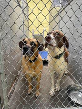Zeara -  Labrador Retriever and Hound Dog for Adoption in Minneapolis, Minnesota - Zeara | PetCurious