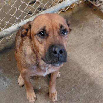 Black Mouth Cur and Mixed Breed Dogs Available for Adoption in Smithfield, North Carolina - Casey | PetCurious