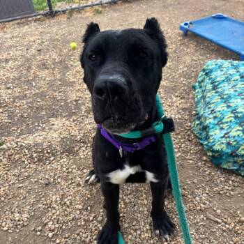 Cane Corso Dogs Available for Adoption in Philadelphia, Pennsylvania - Adolis | PetCurious