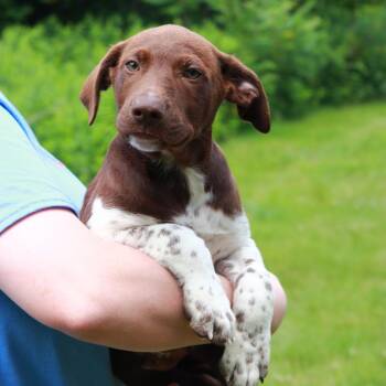 CT Vuitton -  Labrador Retriever and Mixed Breed Dog for Adoption in Stormville, New York - CT Vuitton | PetCurious