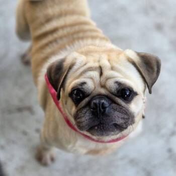 Pug Dogs Available for Adoption - Bronx | PetCurious