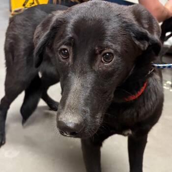 Black Labrador Retriever Dogs Available for Adoption - Zazie | PetCurious