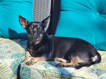 Dachshund and Terrier Dogs Available for Adoption in Houston, Texas - Maggie | PetCurious