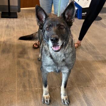 Dezi -  German Shepherd Dog and Mixed Breed Dog for Adoption in Wadena, Minnesota - Dezi | PetCurious