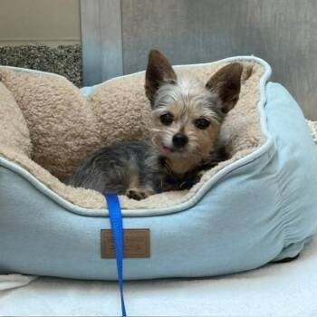 BELLA -  Yorkshire Terrier Dog for Adoption in Boston, Massachusetts - BELLA | PetCurious