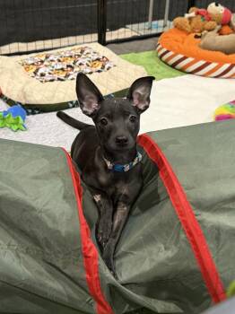 Welup -  Chihuahua Dog for Adoption in Tucson, Arizona - Welup | PetCurious