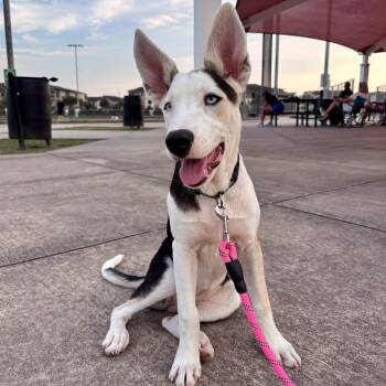 Mayfly -  Border Collie and Shepherd Dog for Adoption in Mooresville, North Carolina - Mayfly | PetCurious