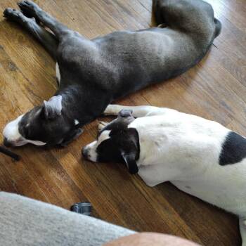 Mixed Breed Dogs Available for Adoption in Columbia, Missouri - Shadow | PetCurious