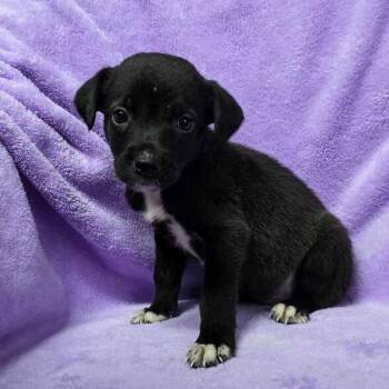 Tinku -  Labrador Retriever and Husky Dog for Adoption in Carencro, Louisiana - Tinku | PetCurious