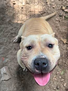 Starla -  Pit Bull Terrier Dog for Adoption in Deering, New Hampshire - Starla | PetCurious
