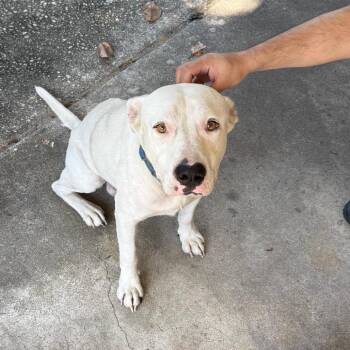 08/20/2026-Stray-ChattsworthRoad -  Mixed Breed Dog for Adoption in Columbus, Georgia - 08/20/2026-Stray-ChattsworthRoad | PetCurious