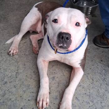 Rescue American Bulldog and American Staffordshire Terrier Dogs for Adoption in Vinita, Oklahoma - Butters | PetCurious
