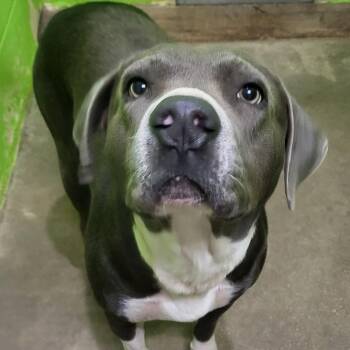 Pit Bull Terrier Dogs Available for Adoption in Rockdale, Texas - Blue | PetCurious