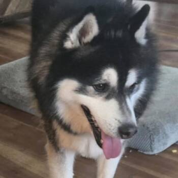 Loki -  Siberian Husky Dog for Adoption in Brockport, New York - Loki | PetCurious