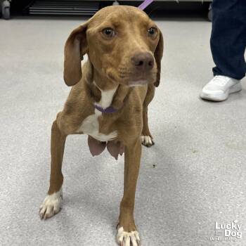 Retriever and Beagle Dogs Available for Adoption in Washington, District Of Columbia - Chardonnay | PetCurious
