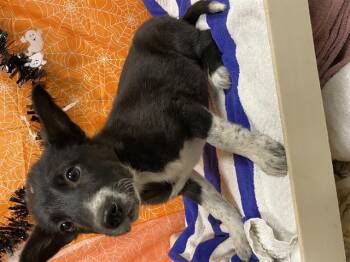Rescue Border Collie and Mixed Breed Dogs for Adoption in Modesto, California - A604286 | PetCurious