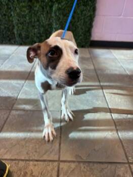 61243898 -  Pit Bull Terrier and Mixed Breed Dog for Adoption in El Paso, Texas - 61243898 | PetCurious