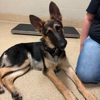Jager -  Shepherd Dog for Adoption in Bristol, Indiana - Jager | PetCurious