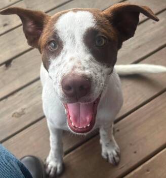 Luna -  Cattle Dog Dog for Adoption in Sugar Land, Texas - Luna | PetCurious