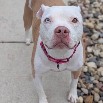 Goldie -  Pit Bull Terrier Dog for Adoption in Milan, Illinois - Goldie | PetCurious