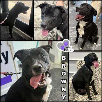 Pit Bull Terrier and Mixed Breed Dogs Available for Adoption in Kenai, Alaska - Browny (- Grease Litter) | PetCurious