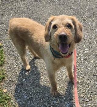 Lion -  Labradoodle Dog for Adoption in Philadelphia, Pennsylvania - Lion | PetCurious