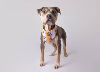 Simon -  Pit Bull Terrier Dog for Adoption in Plaquemine, Louisiana - Simon | PetCurious