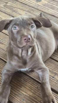 Hoot -  Mixed Breed Dog for Adoption in Taycheedah, Wisconsin - Hoot | PetCurious