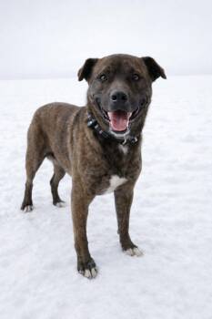 Mixed Breed Dogs Available for Adoption - Sullivan | PetCurious