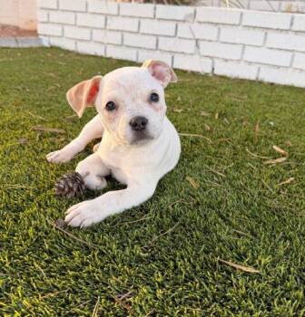 Australian Cattle Dog Blue Heeler and French Bulldog Dogs Available for Adoption in Henderson, Nevada - Phoebe | PetCurious
