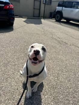 Rescue Mixed Breed Dogs for Adoption in Cincinnati, Ohio - Saja | PetCurious