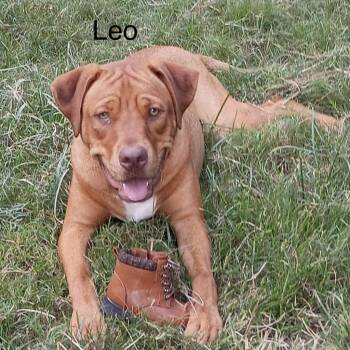 Leo -  American Staffordshire Terrier Dog for Adoption in Logan, Utah - Leo | PetCurious