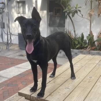 Mixed Breed Dogs Available for Adoption - Teo | PetCurious