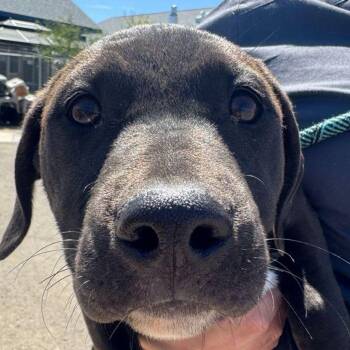Sunset -  American Staffordshire Terrier Dog for Adoption in Kingman, Arizona - Sunset | PetCurious