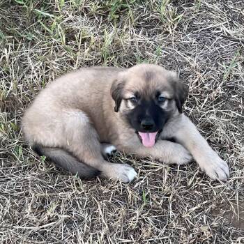 Smokey -  Great Pyrenees and Labrador Retriever Dog for Adoption in Sadler, Texas - Smokey | PetCurious