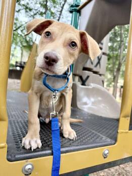 Jet -  Hound Dog for Adoption in Fairfax, Virginia - Jet | PetCurious