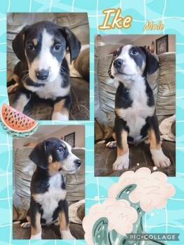 Australian Shepherd Dogs Available for Adoption in Manchester, Connecticut - Ike | PetCurious