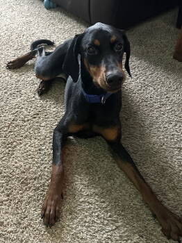 Rescue Doberman Pinscher Dogs for Adoption in Minneapolis, Minnesota - Dante | PetCurious