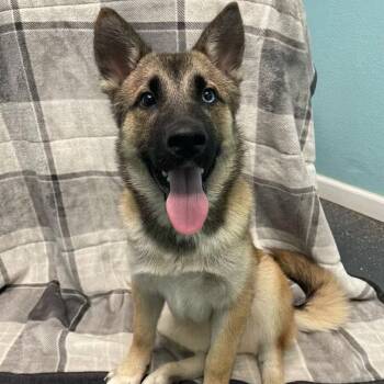 Tic Tac -  Shepherd and Mixed Breed Dog for Adoption in Fresno, California - Tic Tac | PetCurious