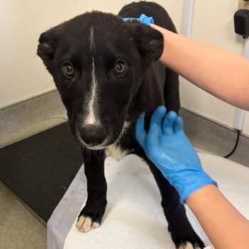 German Shepherd Dog and Mixed Breed Dogs Available for Adoption - Electra | PetCurious