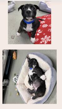 Bronx -  American Staffordshire Terrier Dog for Adoption in San Diego, California - Bronx | PetCurious