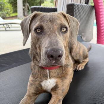 Hera -  Mixed Breed Dog for Adoption in Columbia, South Carolina - Hera | PetCurious