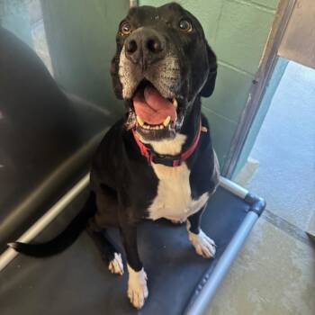 Roscoe -  Labrador Retriever and Great Dane Dog for Adoption in Marion, North Carolina - Roscoe | PetCurious