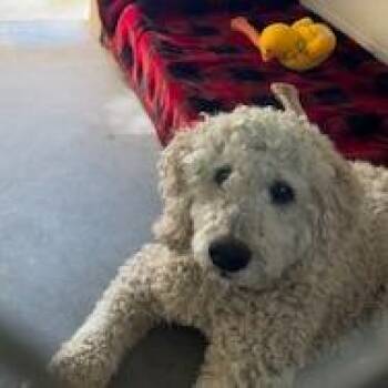 Standard Poodle Dogs Available for Adoption in Buellton, California - Coco | PetCurious
