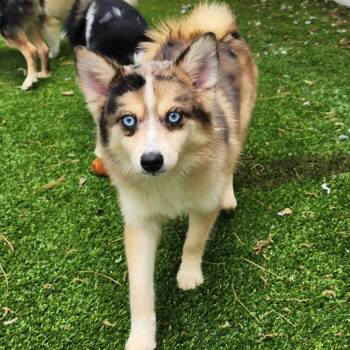 Foraker -  Husky and Pomeranian Dog Available for Adoption in Bedford, New Hampshire - Foraker | PetCurious